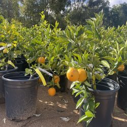 5 Gallon Size- Fruiting Age- Citrus Trees 