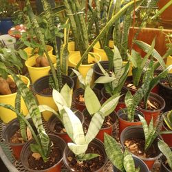 INDOOR !! MULTI SIZES OF SNAKE PLANTS. READY FOR YOU
