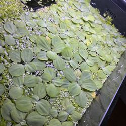 Free Aquarium Plants