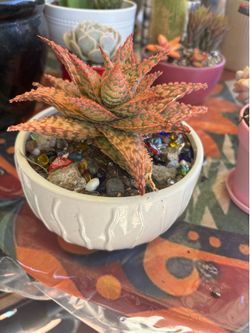 Succulent