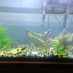 Fish Tank 29 Gallon 