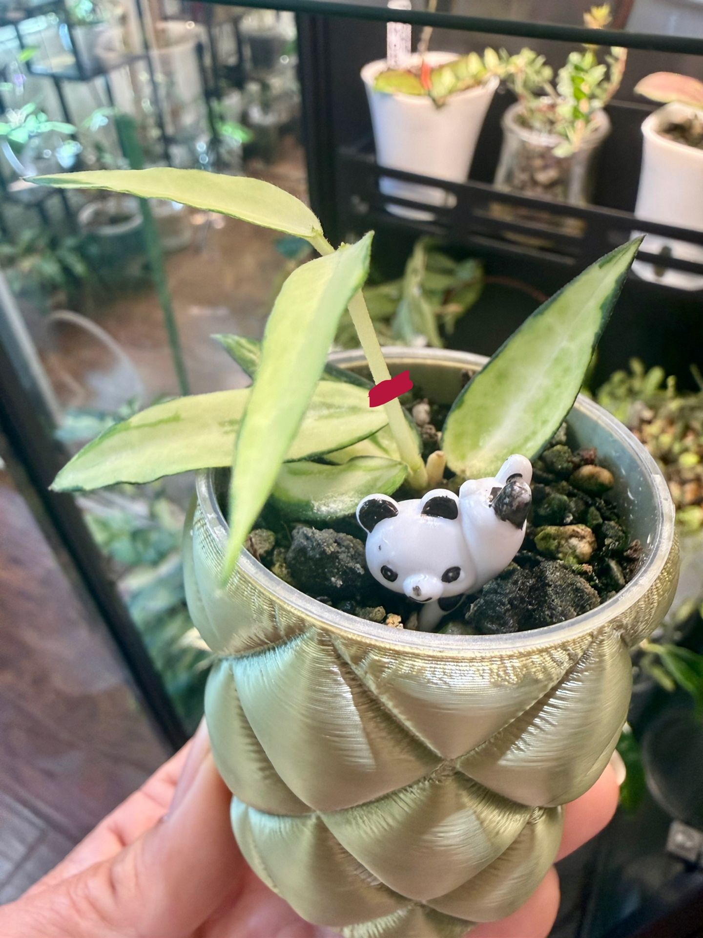 Hoya Burmanica Variegated