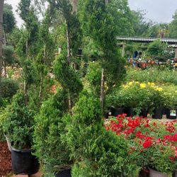 Spiral Blue Point Juniper (15 Gal)