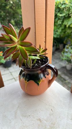 Succulent in 3” Glazed Terracotta Glazed Pottery Mug