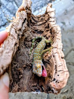 Bio Active Tokay Gecko Reptile Tank
