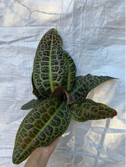 5” xl libisia turtle back