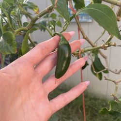 Fresh Picked Jalapeños 