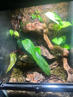 12x12x18 vivarium