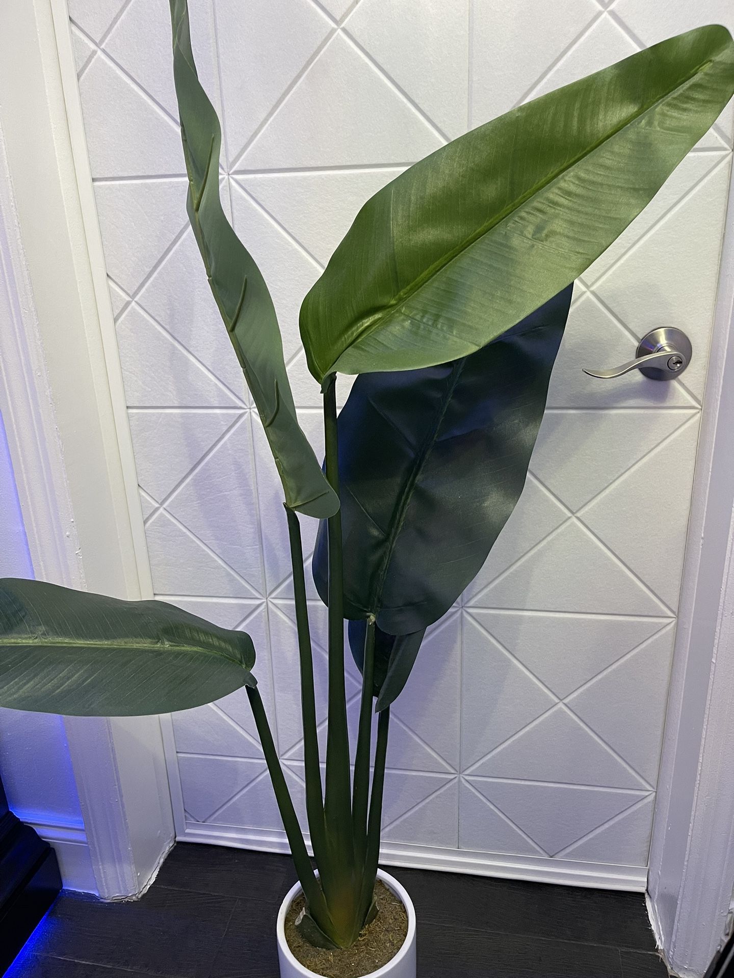 Bird Of Paradise Plant