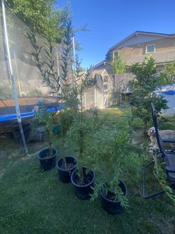 Arboles De Granada Roja 