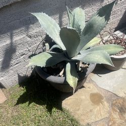 Assorted Cactus And Plumeria Plants