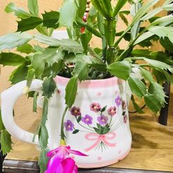 Beautiful  Fuschia Christmas Cactus 