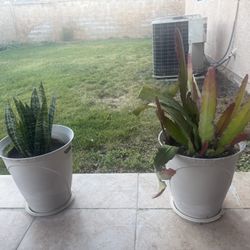 Beautiful Plants / Each $15