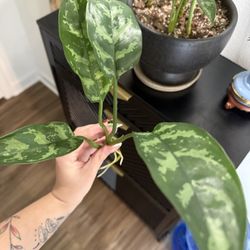 Chinese Evergreen - Fully Rooted, Ready To Plant!