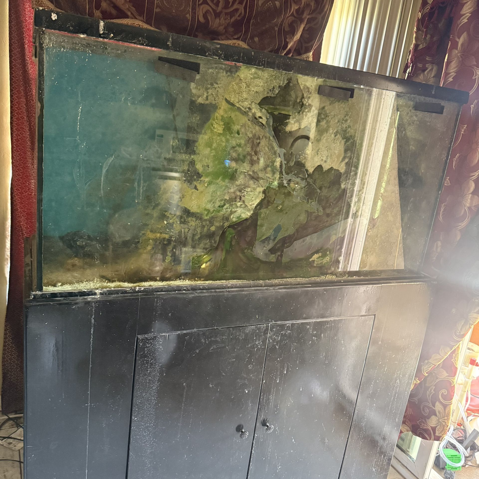 100 gallon fish tank + stand