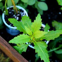 Plants De Epazote 7 Cada Una 😃