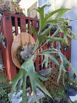 Dramatic Long Frond Staghorn Fern