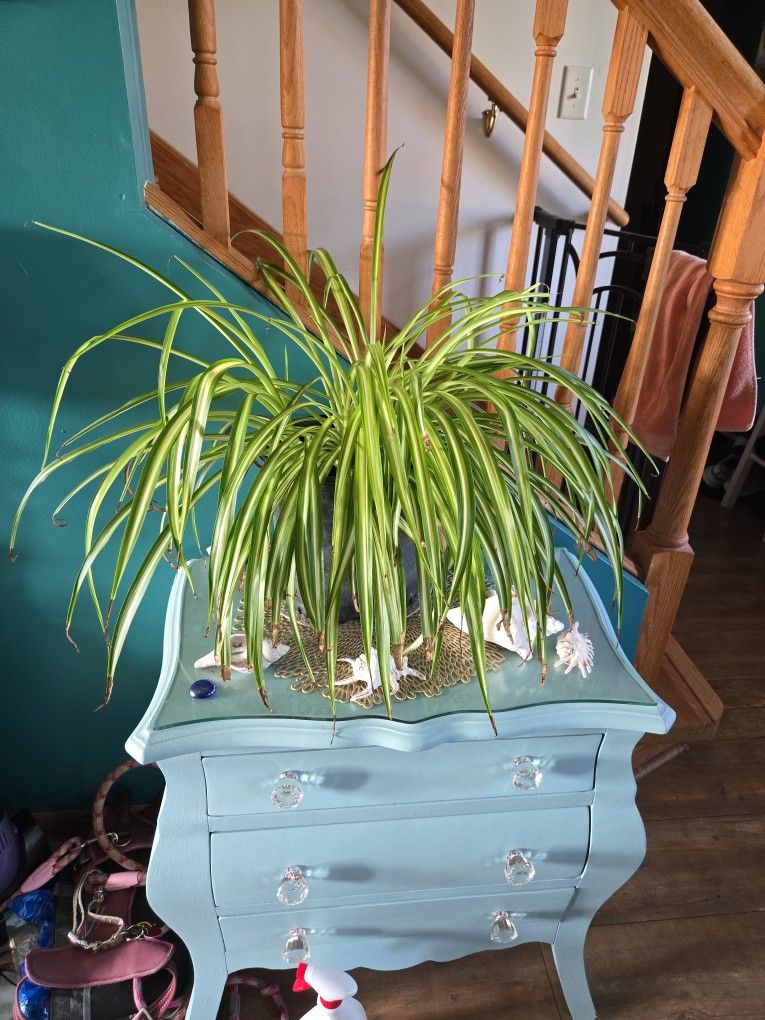 Extra LARGE SPIDER PLANT 