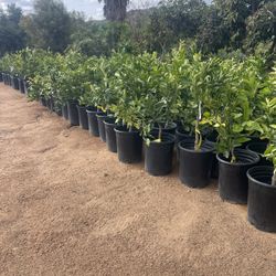 5 Gallon Size- Fruiting Age- Citrus Trees 