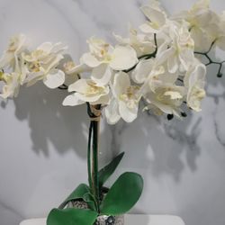 Off White/yellow Orchid Plant With Vase