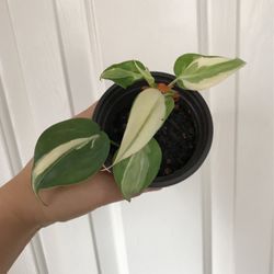 Beautiful Philodendron Rio Sport Plant