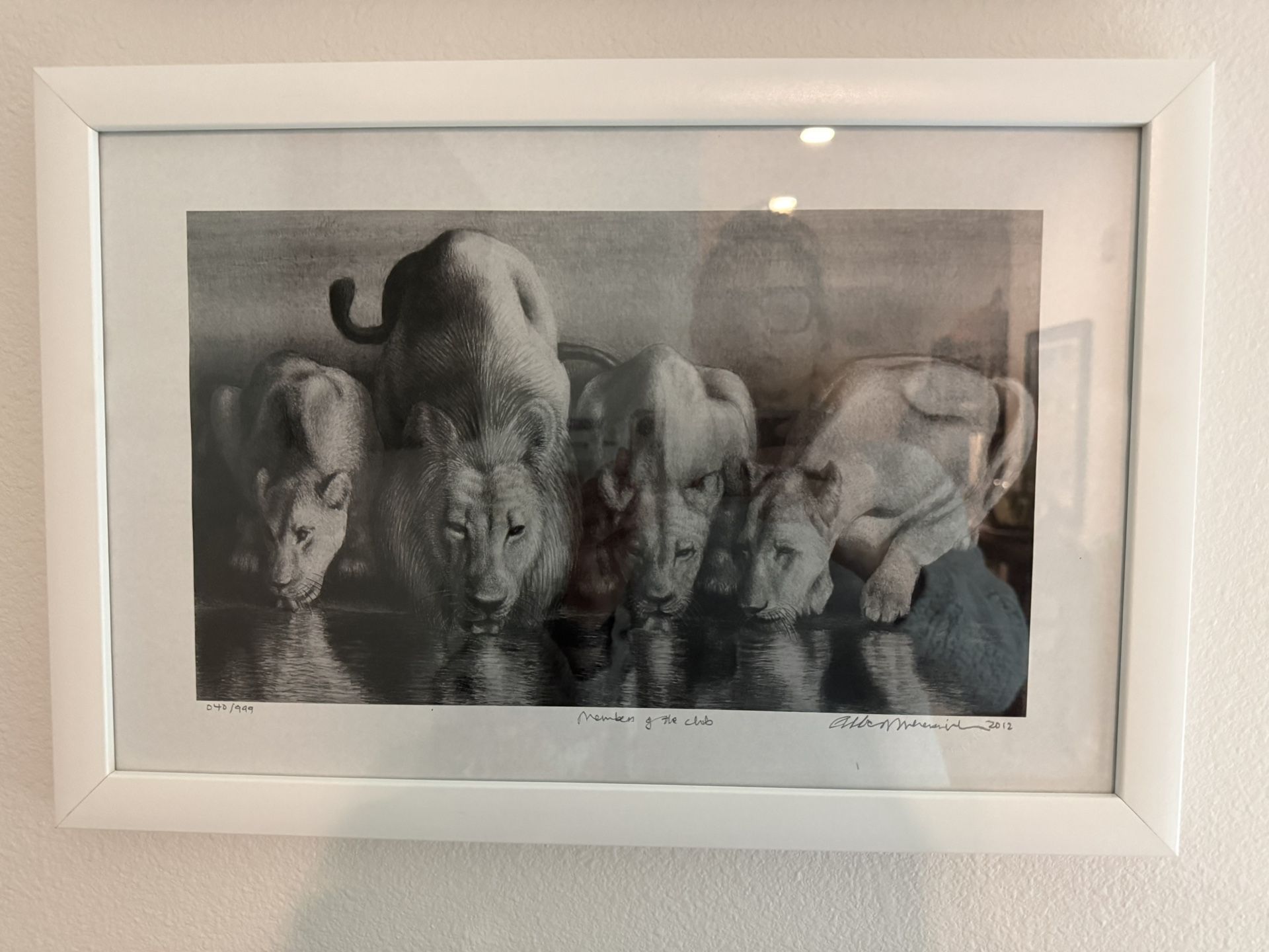 Lion Pride Black and White Framed Print 18” W x 12” H