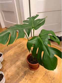 Monstera