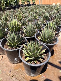 Blue glow agave 5 gal