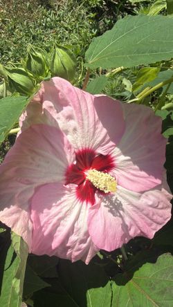 Hibiscus large plant pink check more pictures