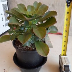 Succulent 