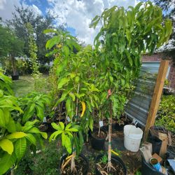 Arboles De Mamgos Ingertados 5gallon Ay 2 De 5 A 6 Pies De Alto Gleen Y Carrie