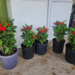 Plants For Sale In Edinburg, Tx