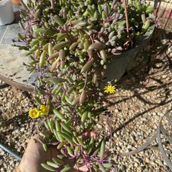 Hanging Succulent 