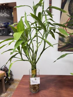 Beautiful Lucky 🍀 Bamboo Different Size