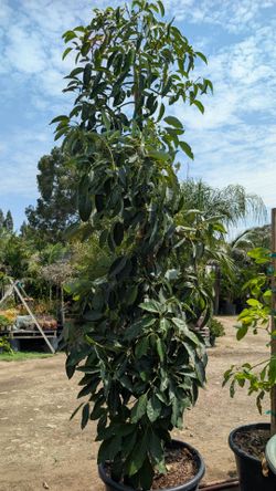 Avocado Tree 🥑🥑