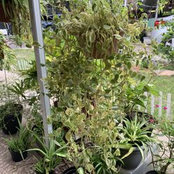 Decoration Plants 