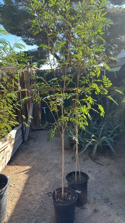 Guajes trees