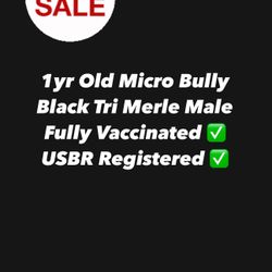 Male Micro Bully 