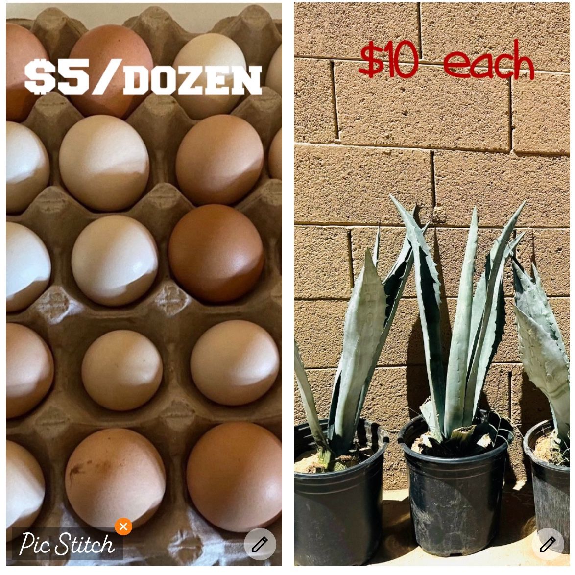 Agave Plant $10 Each, Egg $5/dozen
