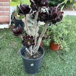 Black Rose Succulents Plants 