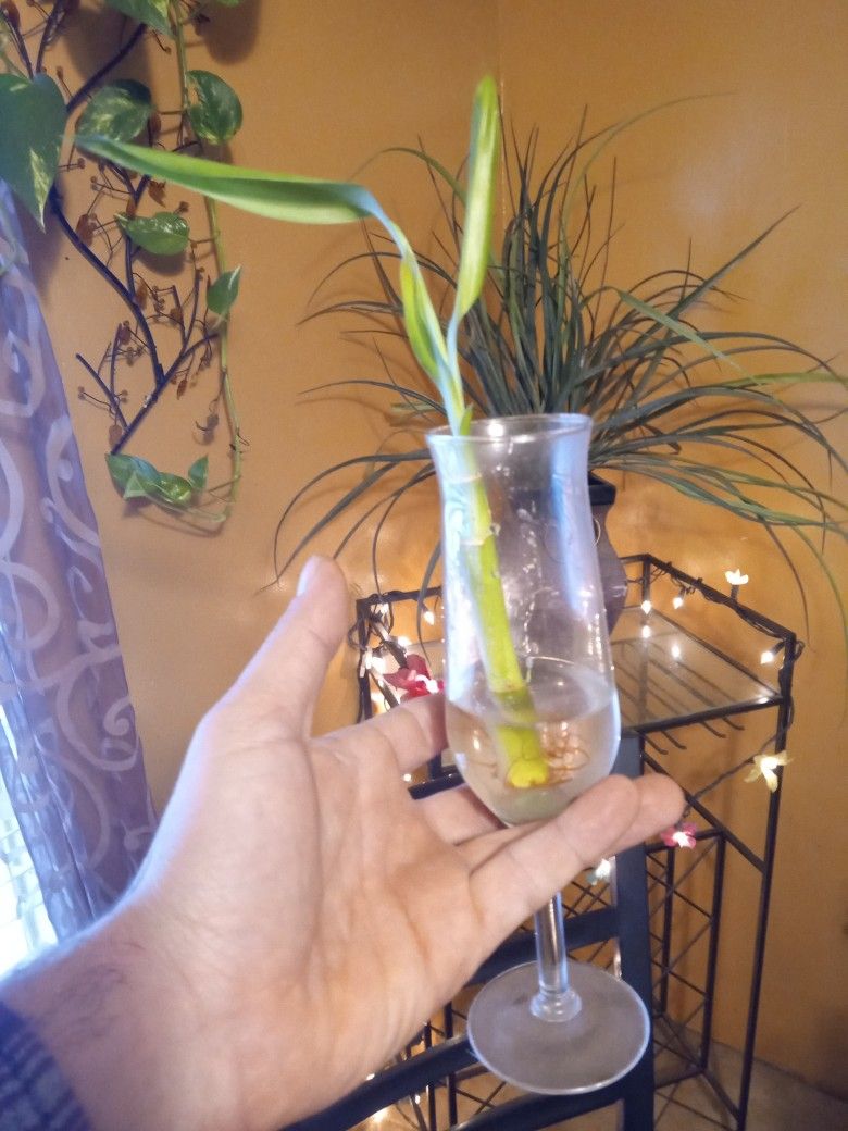 Bamboo Plant In A Whine Clear Glass Cup