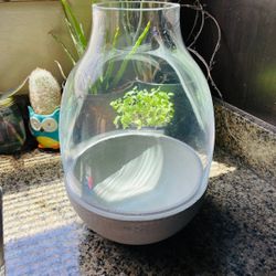 Eden Terrarium Clear with Moulded Concrete Base handmade, large  Retail was $269 Like new condition, never used for plants before  DETAILS Glass Heigh