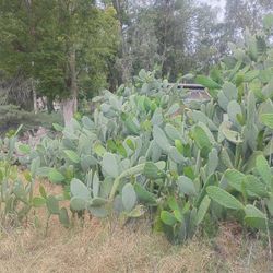 Nopales Cactus Leaves 4 for $1