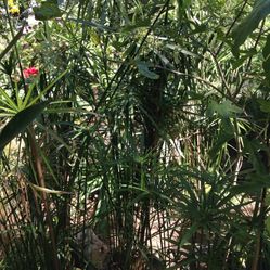 Plantas De Bambú O Papiro En Agua O En Tierra $20 )