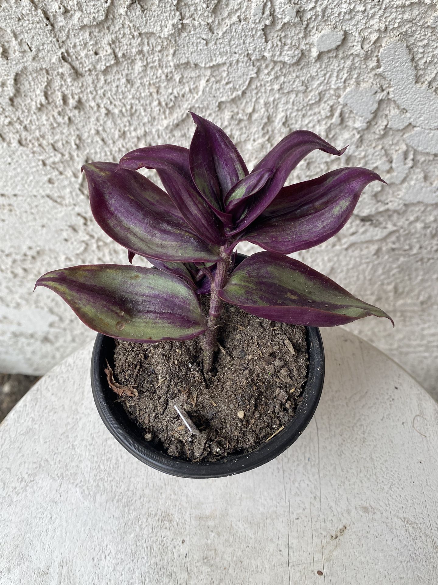4 Inch Pot Succulent Plant- Tradescantia Zebrina Evanesce - Wandering Dude - Live Succulent - Rooted & Stablished - Drought Resistant - 🪴
