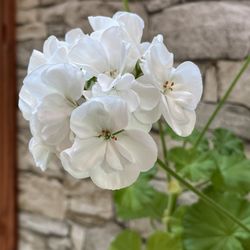 Zonal Geranium “Americana White” Indoor/ Outdoor Plant. 