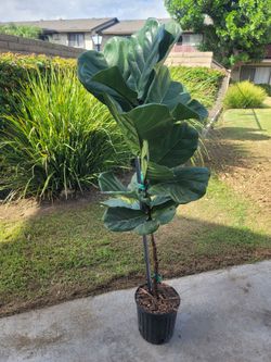 Large Fiddle Leaf Fig Tree in Pot