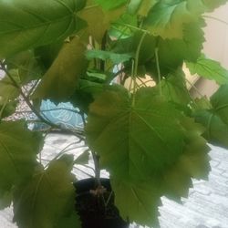 New Artificial Silk Tree Looks Real High Quality Masterpiece 