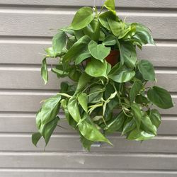 6” heartleaf philodendron super full and trailing