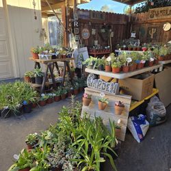 Colorful succulents at lower than retail prices 